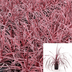 Cordyline Salsa 5 Gallon Australis Plant Cabbage Palm Red Live Plant Outdoor Gr7