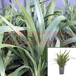 Dianella Tasred 5Gallon Dianella Tasmanica Tasred Native Flax Nati Live Plant Hfr7