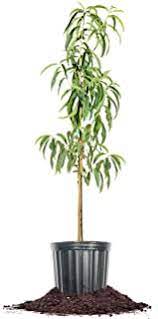 Fruit Peach White Lady 7 Gallon Plant Prunus Persica Tree Outdoor Live