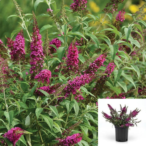 Buddleia Davidii Cranrazz 5 Gallon Plant Buddleja Cran Razz Butterfly Bush Summer Lilac Flower Live Plant Ho7