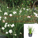 Dietes Bicolor 5Gallon Fortnight Lily Plant African Iris Fortnight Lily Live Pla Ht7