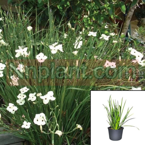 Dietes Bicolor 5Gallon Fortnight Lily Plant African Iris White Yellow Flower Fortnight Lily Live Plant