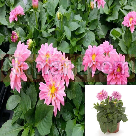 Dahlia Dahlietta Emily Plant Dahlia Pinnata Pink Live Plant 6Inches Pot Houseplant Healthy