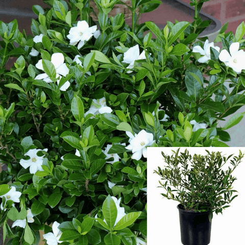 Gardenia Jasminoides Radicans 5 Gallon White Flower Miniature Live Plant Fr7 Gg7
