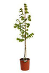 Tilia Cordata 5Gallon Plant Littleleaf Linden Plant Small Leaf Lime Plant Gr7