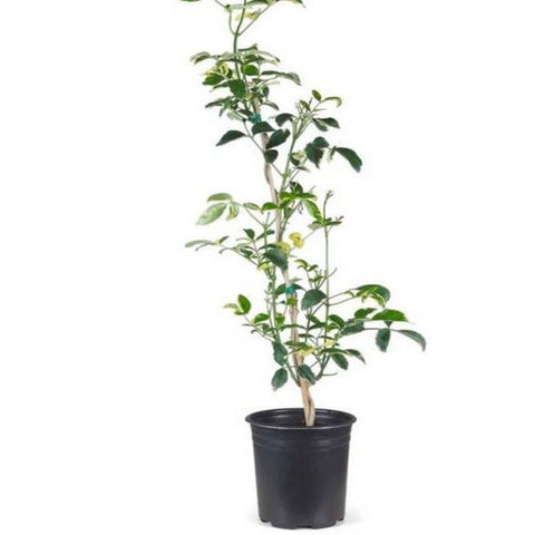 Pandorea Jasminoides Variegated 1Gallon Pot Variegated Bower Vine Plant Vine Outdoor Live Plant Ho7