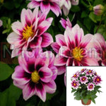 Dahlia Dahlinova Florida 1 Gallon Plant Dahlia Hybrida Florida Pink Live Plant Houseplant Pr7Ht7