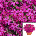 Phlox Subulata Pink 1Gallon Creeping Phlox Moss Pink Mountain Phlox Live Plant Mht7 Groundcover