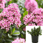 Escallonia Fradesii 1Gallon Plant Escallonia Fradesii Plant Pink Frades Escallonia Live Plant Outdoor Plant Shrubs Frgr7