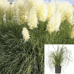 Cortaderia Sell Pumila Sterile 5Gallon Uruguayan Pampas Grass Live Plant Outdoor Ht7