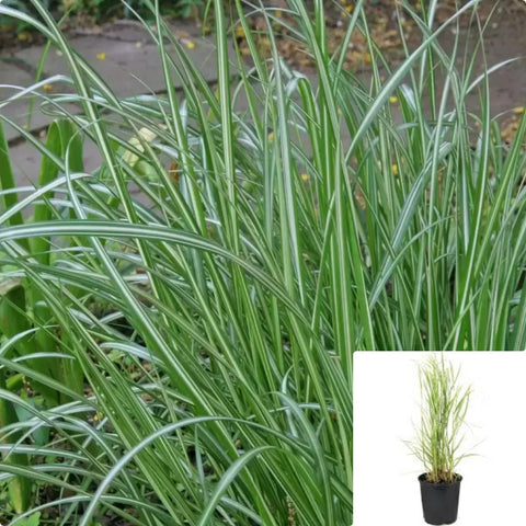 Calamagrostis Avalanche 5Gallon Plant Feather Reed Grass Plant Grass Ornamental Plant Variegated Feather Reed Grass Outdoor Live Plant Ho7
