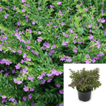 Cuphea Allison 1Gallon Cuphea Hyssopifolia Allyson Plant Hawaiian Heather Gr7