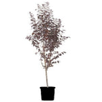 Prunus Cer Purple Pony Standard Tree 5Gallon Pot Purple Pony Cherry Plum Plant Tree Ho7