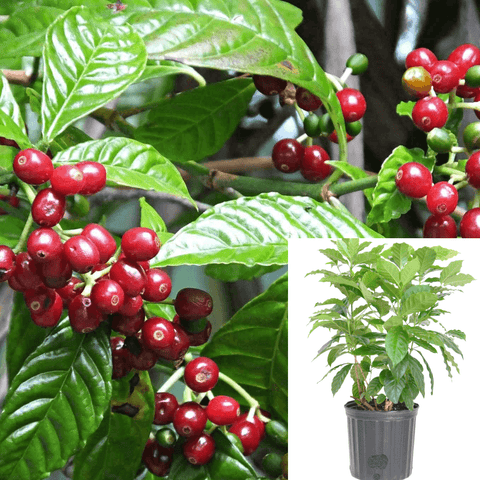 Coffee Arabica Tree 1Gallon Pot Yroo Plant Coffee Tree Arabica Coffee Tree Live Ht7