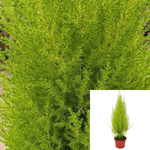 Cupressus Goldcrest Plant Golden Monterey Cypress Plant Lemon Cypress 1Gallon Outdoor Live Plant Gr7