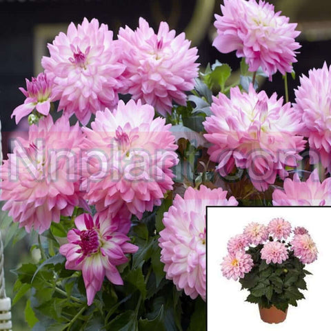 Dahlia Hypnotica Electric Pink 1 Gallon Bicolor Plant Grandalia Series Live Plant Outdoor Pr7