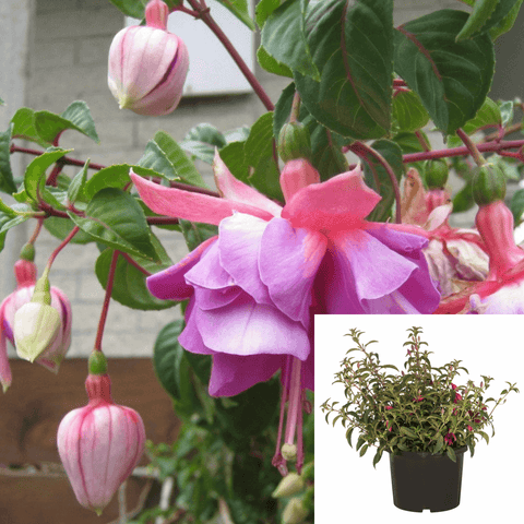 Fuchsias Pink Red Purple White Plant LadyS Eardrops 6in Pot Fuschia bell Plant Fuschia Live Plant