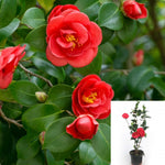 Camellia Japonica Blood Of China 5Gallon Plant Japanese Camellia Plant Camellia Flower Live Plant Gg7