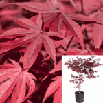 Acer Palmatum Fireglow 7Gallon Acer Pal Fireglow 7Gallon Acer Palmatum Fireglow Plant Japanese Maple Fireglow Plant Tree Live Plant Gg7