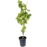 Fruit Grape Thompson 5Gallon Plant Thompson Seedless Grape Green Plant Outdoor Fruit Tree Live Plant Gr7