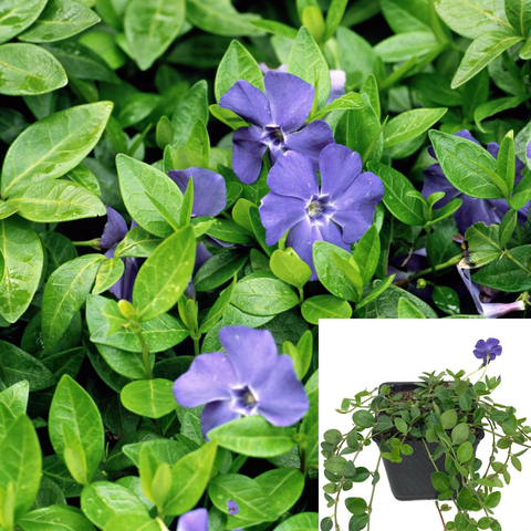Vinca Minor Bowles Blue Plant 4Inches Pot Plant Dwarf Periwinkle Live Plant Outdoor Ht7