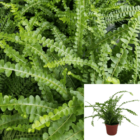 Fern Button Fern Plant 5inches Pot Pellaea Rotundifolia Plant Fern Premium Live ht7 Best