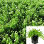 Myoporum Putah Creek Plant Creeping Myoporum Plant Myoporum Putah Creek Ground Cover 1Gallon Live Plant Outdoor Plant Bu