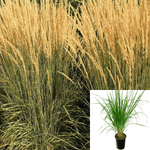 Calamagrostis Karl Foerster 5Gallon Feather Reed Grass 5Gallon Live Ht7