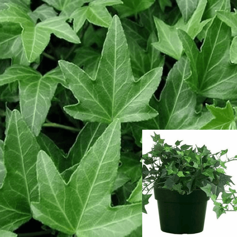 Hedera Helix Fandango Staked Plant Needlepoint Ivy 1 Gallon A+ Full Live Plant Ho7 Groundcovering Wall Covering Ivy Ht7