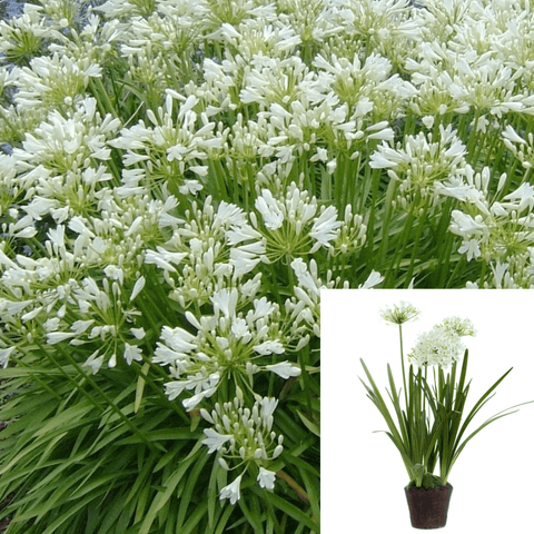 Agapanthus Africanus Hybrid Van White 1Gallon Lily Of Nile White Live Plant Outdoor Gg7 Ht7