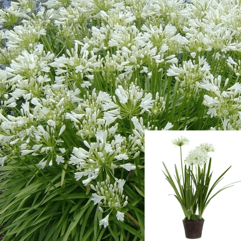 Agapanthus Africanus Hybrid Van White 1Gallon Lily Of Nile White Live Plant Outdoor Gg7 Ht7