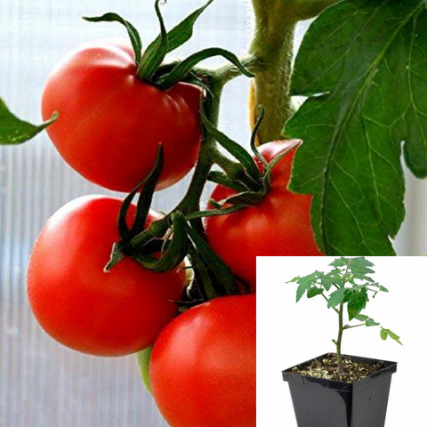 Tomato Ace Plant 4Inches Pot Jb4 Heirloom Tomatoes Determinate Heirloom Large Tomatoes Red Live Plant Ht7 Best