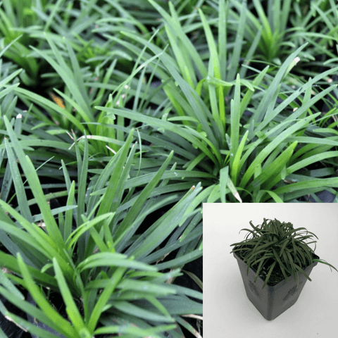 Ophiopogon Japonica Nana Plant 12Packs Of 2Inches Pot Dwarf Mondo Grass Plant Ground Covering Live Plant Gro