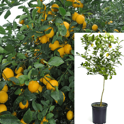 Citrus Lemon Imp Meyer Espalier 7Gallon Plant Improved Dwarf Meyer Lemon Trees Plant Citrusrus Citrus Limon Meyer Fr7