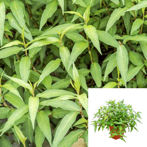 Vietnamese Peppermint Plant Persicaria Odorata 1 Gallon Rau Ram Live Plant Ht7
