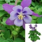 Aquilegia Earlybird Purple 1 Gallon Columbine Purple Plant Flower Outdoor Live Plant Gr7