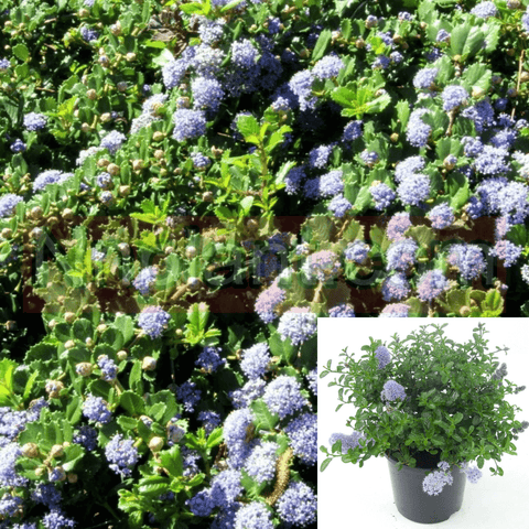 Ceanothus Anchor Bay 5Gallon Ceanothus Gloriosus Anchor Bay Lilac California Live Plant Fr7A