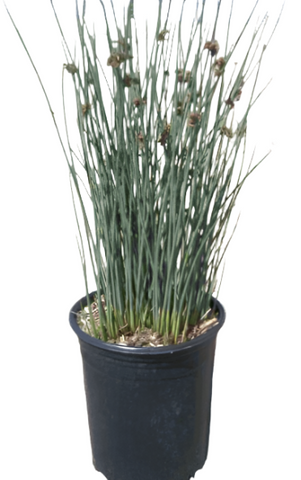 Chondropetalum Elephantinum Cape Rush 1Gallon Blue Grass Purple Tips Large Cape Rush Grass Live Plant Ht7