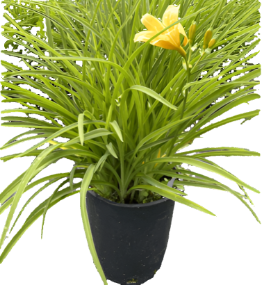 Hemerocallis Doubletalk 1 Gallon Yellow Daylily Double Plant Perennials Outdoor Live Plant Mr7