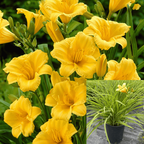 Hemerocallis Doubletalk 1Gallon Yellow Daylily Double Yellow Plant Perennials Outdoor Live Plant Mr7