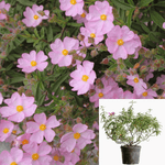 Cistus Skanbergii 1Gallon Pink Cistus Skanbergii Pink Rockrose Dwarf 1Gallon Dwarf Pink Rockrose Live Plant Frgrmr7