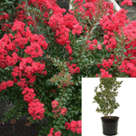 Lag Shrub Dwarf Red 5 Gallon Lager Indica Multi Crape Myrtle Dawf Fr7 Live Plant