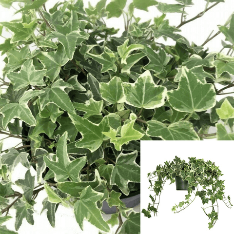 Ivy Eva Variegated Plant 10Inches Pot Hedera Helix Eva Plant Foliage Hanging Indoor Live Plant Ht7 Best