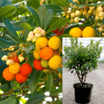 Arbutus Unedo Compacta 5Gallon Strawberry Tree Ornamental Fruit Live Plant Gr7Ht7