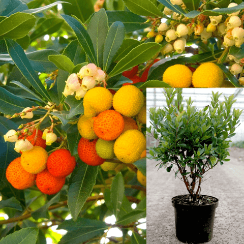 Arbutus Unedo Compacta 5Gallon Strawberry Tree Ornamental Fruit Live Plant Gr7