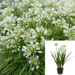 Agapanthus Africanus Peter Pan White 1Gallon Lily Of Nile White Live Plant Outdoor Gr7