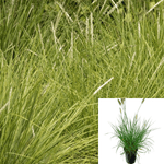 Sesleria Greenlees Select 1Gallon Plant Greenlee Moor Grass Sesleria Plant Greenlee Grass Perennial Live Plant Fr7Ht7