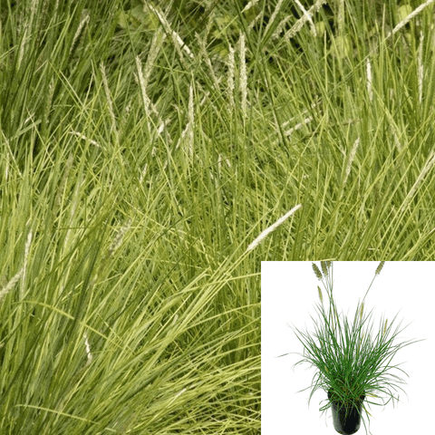 Sesleria Greenlees Select 1Gallon Plant Greenlee Moor Grass Sesleria Plant Greenlee Grass Perennial Live Plant Fr7Ht7