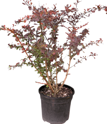 Berberis Atropurpurea 5Gallon Red Leaf Japanese Barberry Live Plant Fr7