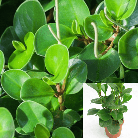 Peperomia Radiator Foliage Peperomia Green 4Inches Pot Plant Peperomia Radiator Ht7 Best